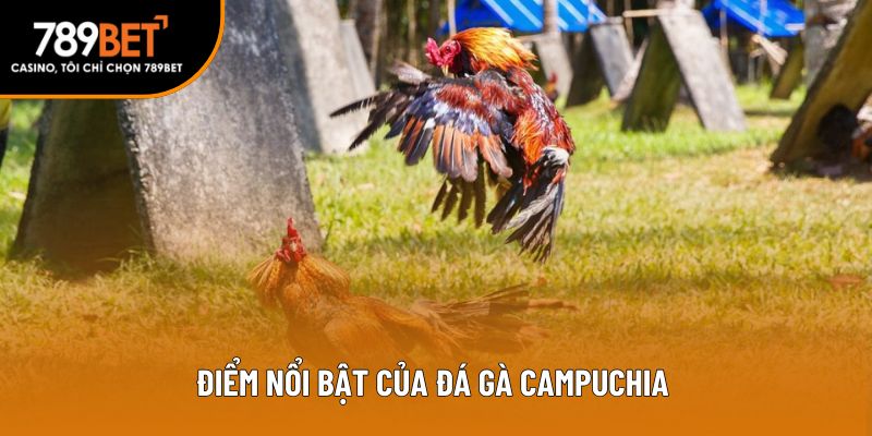Điểm nổi bật của đá gà Campuchia 